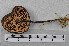  ( - VM-Bas086)  @11 [ ] Creative Commons  Attribution Non-Commercial Share-Alike (2016) NTNU University Museum, Department of Natural History NTNU University Museum, Department of Natural History