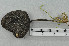  ( - VM-Bas086)  @11 [ ] Creative Commons  Attribution Non-Commercial Share-Alike (2016) NTNU University Museum, Department of Natural History NTNU University Museum, Department of Natural History