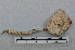  (Cortinarius emunctus - VM-Bas089)  @11 [ ] Creative Commons  Attribution Non-Commercial Share-Alike (2016) NTNU University Museum, Department of Natural History NTNU University Museum, Department of Natural History