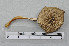  ( - VM-Bas094)  @11 [ ] Creative Commons  Attribution Non-Commercial Share-Alike (2016) NTNU University Museum, Department of Natural History NTNU University Museum, Department of Natural History