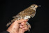  (Turdus mupinensis - NHMO-35915)  @11 [ ] Unspecified (default): All Rights Reserved  Unspecified Unspecified