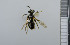  ( - NHMO_APO00011)  @13 [ ] No Rights Reserved (2013) Unspecified University of Oslo, Natural History Museum