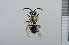 ( - NHMO_APO00012)  @11 [ ] No Rights Reserved (2013) Unspecified University of Oslo, Natural History Museum