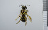 ( - NHMO_APO00015)  @12 [ ] No Rights Reserved (2013) Unspecified University of Oslo, Natural History Museum