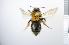  ( - NHMO_APO00017)  @12 [ ] No Rights Reserved (2013) Unspecified University of Oslo, Natural History Museum