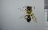  ( - NHMO_APO00029)  @12 [ ] No Rights Reserved (2013) Unspecified University of Oslo, Natural History Museum