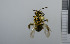  ( - NHMO_APO00049)  @11 [ ] No Rights Reserved (2013) Unspecified University of Oslo, Natural History Museum