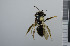  ( - NHMO_APO00050)  @11 [ ] No Rights Reserved (2013) Unspecified University of Oslo, Natural History Museum