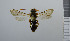  ( - NHMO_APO00075)  @11 [ ] No Rights Reserved (2013) Unspecified University of Oslo, Natural History Museum