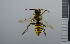  ( - NHMO_APO00076)  @12 [ ] No Rights Reserved (2013) Unspecified University of Oslo, Natural History Museum