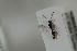  ( - HYMNI1083)  @12 [ ] CreativeCommons - Attribution Non-Commercial Share-Alike (2015) Arnstein Staverlokk Norwegian Institute of Nature Research