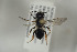  ( - HYMNI1116)  @12 [ ] CreativeCommons - Attribution Non-Commercial Share-Alike (2015) Arnstein Staverlokk Norwegian Institute of Nature Research