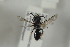  ( - HYMNI1117)  @12 [ ] CreativeCommons - Attribution Non-Commercial Share-Alike (2015) Arnstein Staverlokk Norwegian Institute of Nature Research