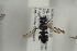  (Andrena tarsata - HYMNI1120)  @13 [ ] CreativeCommons - Attribution Non-Commercial Share-Alike (2015) Arnstein Staverlokk Norwegian Institute of Nature Research