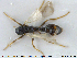  ( - HYMNI1037)  @11 [ ] CreativeCommons - Attribution Non-Commercial Share-Alike (2015) NTNU University Museum, Department of Natural History NTNU University Museum, Department of Natural History