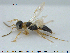  (Anteon - HYMNI1041)  @15 [ ] CreativeCommons - Attribution Non-Commercial Share-Alike (2015) NTNU University Museum, Department of Natural History NTNU University Museum, Department of Natural History