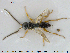  ( - HYMNI1045)  @11 [ ] CreativeCommons - Attribution Non-Commercial Share-Alike (2015) NTNU University Museum, Department of Natural History NTNU University Museum, Department of Natural History