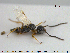  ( - HYMNI1047)  @12 [ ] CreativeCommons - Attribution Non-Commercial Share-Alike (2015) NTNU University Museum, Department of Natural History NTNU University Museum, Department of Natural History