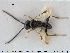  (Anteon gaullei - HYMNI1051)  @13 [ ] CreativeCommons - Attribution Non-Commercial Share-Alike (2015) NTNU University Museum, Department of Natural History NTNU University Museum, Department of Natural History