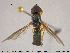  (Sargus splendens - NOBRA317)  @11 [ ] CreativeCommons - Attribution Non-Commercial Share-Alike (2015) NTNU University Museum, Department of Natural History NTNU University Museum, Department of Natural History