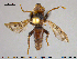  ( - NOBRA332)  @12 [ ] CreativeCommons - Attribution Non-Commercial Share-Alike (2015) NTNU University Museum, Department of Natural History NTNU University Museum, Department of Natural History