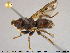  ( - NOBRA333)  @11 [ ] CreativeCommons - Attribution Non-Commercial Share-Alike (2015) NTNU University Museum, Department of Natural History NTNU University Museum, Department of Natural History