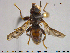  ( - NOBRA334)  @11 [ ] CreativeCommons - Attribution Non-Commercial Share-Alike (2015) NTNU University Museum, Department of Natural History NTNU University Museum, Department of Natural History