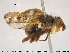  ( - NOBRA335)  @11 [ ] CreativeCommons - Attribution Non-Commercial Share-Alike (2015) NTNU University Museum, Department of Natural History NTNU University Museum, Department of Natural History