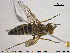  ( - NOBRA357)  @11 [ ] CreativeCommons - Attribution Non-Commercial Share-Alike (2015) NTNU University Museum, Department of Natural History NTNU University Museum, Department of Natural History