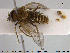  ( - NOBRA359)  @11 [ ] CreativeCommons - Attribution Non-Commercial Share-Alike (2015) NTNU University Museum, Department of Natural History NTNU University Museum, Department of Natural History