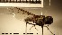  ( - NOBRA 062)  @13 [ ] CreativeCommons - Attribution Non-Commercial Share-Alike (2015) NTNU University Museum, Department of Natural History NTNU University Museum, Department of Natural History