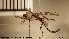  (Leptogaster - NOBRA 091)  @14 [ ] CreativeCommons - Attribution Non-Commercial Share-Alike (2015) NTNU University Museum, Department of Natural History NTNU University Museum, Department of Natural History