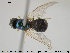  ( - NOBRA 202)  @13 [ ] CreativeCommons - Attribution Non-Commercial Share-Alike (2015) NTNU University Museum, Department of Natural History NTNU University Museum, Department of Natural History