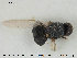  ( - NOBRA 209)  @12 [ ] CreativeCommons - Attribution Non-Commercial Share-Alike (2015) NTNU University Museum, Department of Natural History NTNU University Museum, Department of Natural History