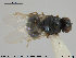  ( - NOBRA 216)  @11 [ ] CreativeCommons - Attribution Non-Commercial Share-Alike (2015) NTNU University Museum, Department of Natural History NTNU University Museum, Department of Natural History
