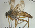  ( - NOBRA 217)  @11 [ ] CreativeCommons - Attribution Non-Commercial Share-Alike (2015) NTNU University Museum, Department of Natural History NTNU University Museum, Department of Natural History