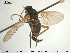  ( - NOBRA 222)  @11 [ ] CreativeCommons - Attribution Non-Commercial Share-Alike (2015) NTNU University Museum, Department of Natural History NTNU University Museum, Department of Natural History