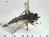  ( - NOBRA 227)  @13 [ ] CreativeCommons - Attribution Non-Commercial Share-Alike (2015) NTNU University Museum, Department of Natural History NTNU University Museum, Department of Natural History