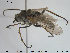 ( - NOBRA 243)  @13 [ ] CreativeCommons - Attribution Non-Commercial Share-Alike (2015) NTNU University Museum, Department of Natural History NTNU University Museum, Department of Natural History