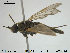  ( - NOBRA 250)  @14 [ ] CreativeCommons - Attribution Non-Commercial Share-Alike (2015) NTNU University Museum, Department of Natural History NTNU University Museum, Department of Natural History