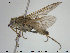  ( - NOBRA 252)  @11 [ ] CreativeCommons - Attribution Non-Commercial Share-Alike (2015) NTNU University Museum, Department of Natural History NTNU University Museum, Department of Natural History