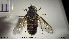  ( - NOBRA 283)  @11 [ ] CreativeCommons - Attribution Non-Commercial Share-Alike (2015) NTNU University Museum, Department of Natural History NTNU University Museum, Department of Natural History