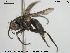  ( - NOBRA 327)  @14 [ ] CreativeCommons - Attribution Non-Commercial Share-Alike (2015) NTNU University Museum, Department of Natural History NTNU University Museum, Department of Natural History