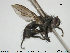  (Paykullia brevicornis - NOBRA 329)  @14 [ ] CreativeCommons - Attribution Non-Commercial Share-Alike (2015) NTNU University Museum, Department of Natural History NTNU University Museum, Department of Natural History