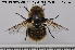 (Cephenemyia trompe - NOBRA 331)  @14 [ ] CreativeCommons - Attribution Non-Commercial Share-Alike (2015) NTNU University Museum, Department of Natural History NTNU University Museum, Department of Natural History