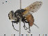 ( - NOBRA 334)  @14 [ ] CreativeCommons - Attribution Non-Commercial Share-Alike (2015) NTNU University Museum, Department of Natural History NTNU University Museum, Department of Natural History