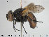  ( - NOBRA 335)  @13 [ ] CreativeCommons - Attribution Non-Commercial Share-Alike (2015) NTNU University Museum, Department of Natural History NTNU University Museum, Department of Natural History