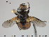  ( - NOBRA 336)  @12 [ ] CreativeCommons - Attribution Non-Commercial Share-Alike (2015) NTNU University Museum, Department of Natural History NTNU University Museum, Department of Natural History