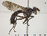  (Lophosia - NOBRA 345)  @14 [ ] CreativeCommons - Attribution Non-Commercial Share-Alike (2015) NTNU University Museum, Department of Natural History NTNU University Museum, Department of Natural History