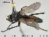 ( - NOBRA 348)  @11 [ ] CreativeCommons - Attribution Non-Commercial Share-Alike (2015) NTNU University Museum, Department of Natural History NTNU University Museum, Department of Natural History